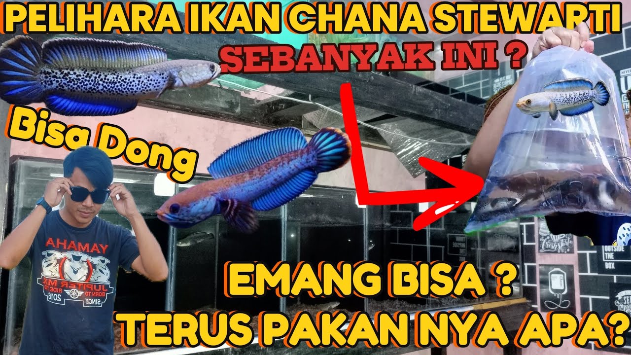 BELI IKAN HASIL NYEROK SENDIRI ❗BINGUNG SEMUANYA BAGUS BAGUS.