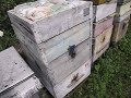 ошибки пчеловода  - двухкорпусное содержание пчел