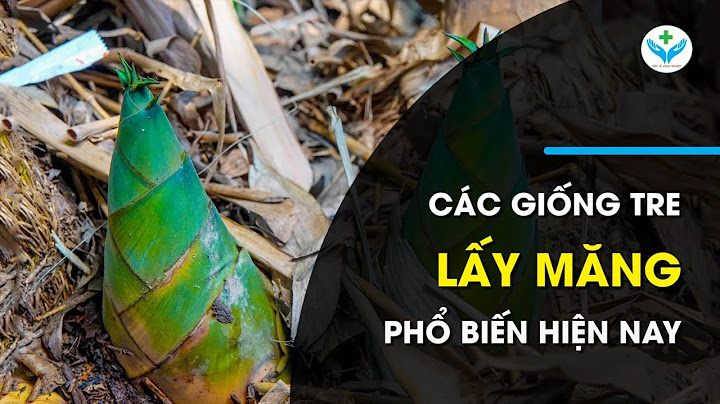 Cây tre lấy măng lực đúc có bao nhiêu loại năm 2024