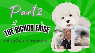 #bichonfrise Pet styles and tear stains by Wendy The Practical Pet Groomer 86 views 2 weeks ago 26 minutes