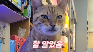 고양이가 대화를 시도할 때 고양이가 대화를 시도할 때