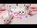 【生後18日目】目覚めた好奇心と探究心の巻【未熟児子猫成長日記】【Kittens Grow Up Vlog】