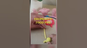 Science Activity | Digestive System | Learn with Clay #scienceactivity #clayart #tutorial #kidsart