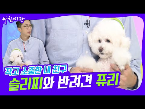 [아침마당] 작고 소중한 내 친구♥ 슬리피와 ‘얼짱 푸들’ <strong>퓨리</strong> KBS 220613 방송