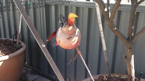 How to keep birds off your fruit trees/plants!