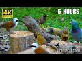 Cat TV for Cats to Watch 😺 Beautiful Birds and Playful Squirrels in the Forest 🐿 4K HDR Fun!