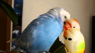 セキセイインコ　ピーステンちゃんに告白中！