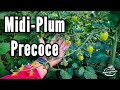 Risultati con i Pomodori a Frutto medio Trapianti Invernali 2024