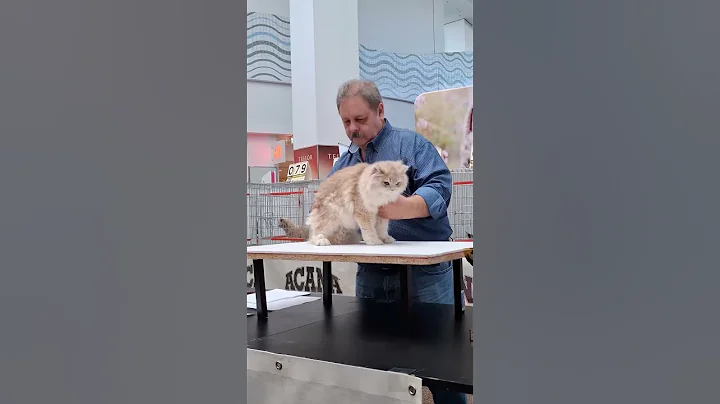 Watch the video about Cat exhibition Part 13 #cat #kitten #catlover #funny #cute #kitty #animals #funnycats #chat