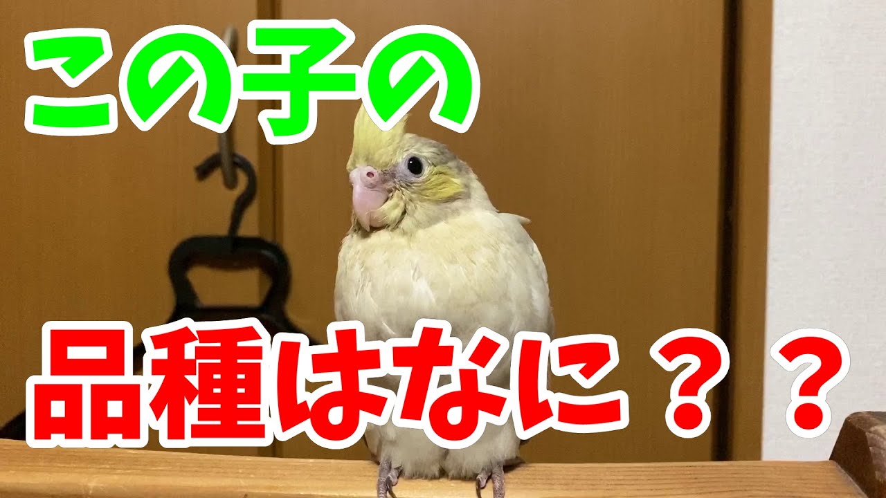 オカメインコ この品種はなに Youtube