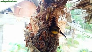 Sriganti honey bird incubating its eggs by Unique birds 99 114 views 1 month ago 8 minutes, 7 seconds