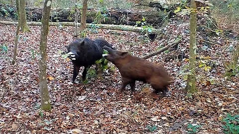 Wild Boar Face-Off With Fighting Distress Calls