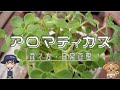 アロマティカスの育て方・日常管理