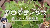メリットしかない ゴキブリを寄せ付けない最強植物 アロマティカス Youtube