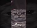 ХОЗЯЙКА СТРИМА #stream #cat #twitchgirl #satanyaxx #рекомендации #рек #кошки