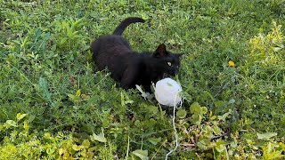 My Black Cat's Spring Play Season