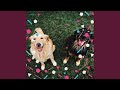 Opulent Moods For Dog Walking Opulent Moods For Dog Walking