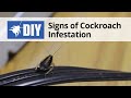 Download Signs Of A Cockroach Infestation Signs Of A Cockroach Infestation