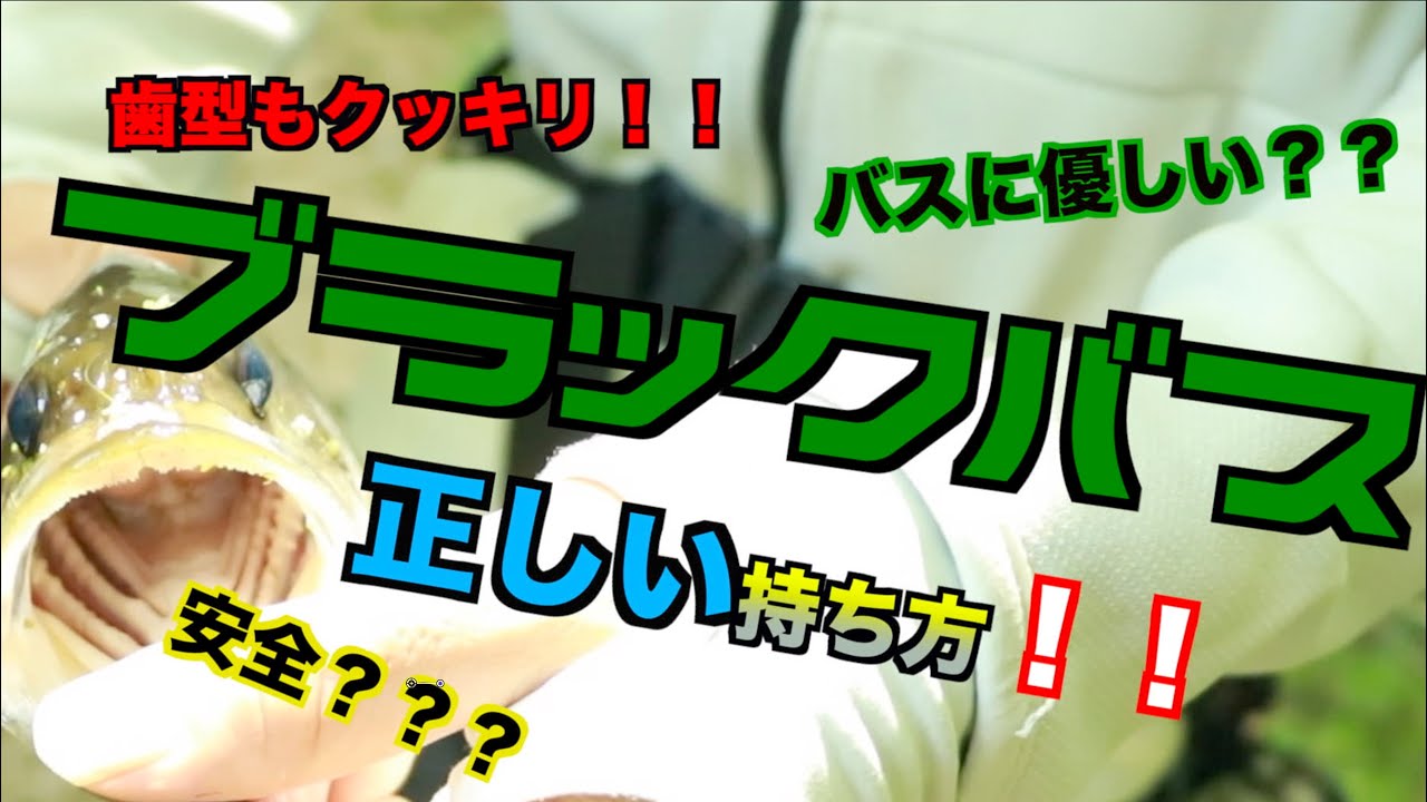 バス釣りの基本 ブラックバスの正しい持ち方 Youtube バス釣りの基本 ブラックバスの正しい持ち方 Youtube