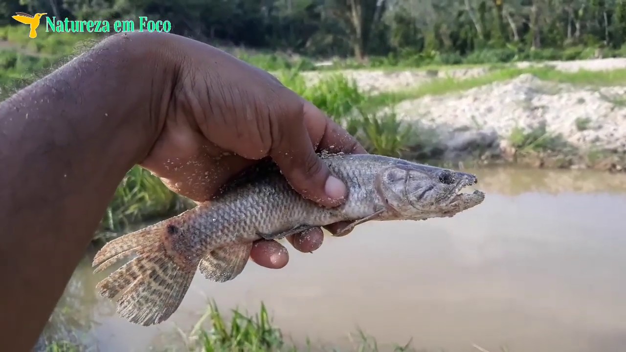 Pescaria de isca para pegar Traíra - pegando Cará, Piava, mandí e ...