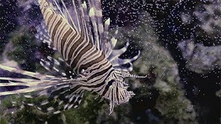 Omega One Fish Food | Chewy