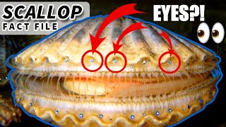 Scallop facts: they can SWIM | Animal Fact Files