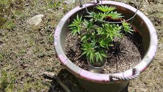 Outdoor update