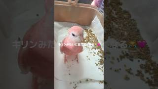 健康診断に行ったアキクサインコ、100点満点の結果でした💮#アキクサインコ #インコのいる暮らし #インコのいる生活 #インコ #インコの日常 #ペット動画