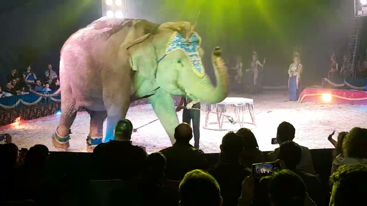 Massimiliano Martini circo Madagascar Grottaminarda (AV) 2025