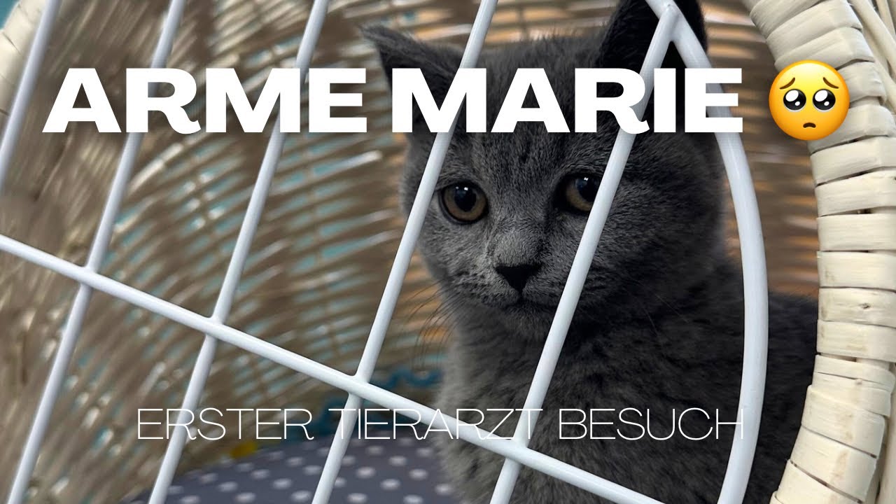 Tierarzt mit Marie 🐈 Damit habe ich nicht gerechnet 🥺 Ausmisten & sortieren mit Ikea Skubb