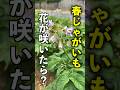 【春じゃが】花が咲いたらカットする?しない?摘花の意外な効果とは… #家庭菜園 #じゃがいも #shorts