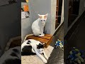 #cat #catvideos #cats #love #trending