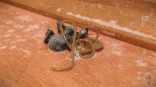 WTF IS THIS?!? (ORIGINAL SPIDER WORM)