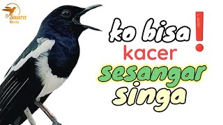 sangar‼️siulan kacer gacor suara ngeplong tajam melengking keras⁉️