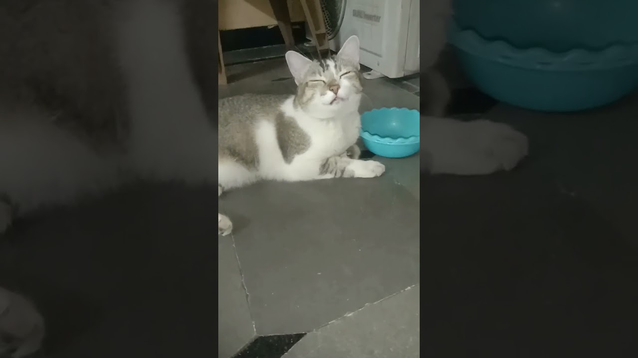 vary nice video Cat 😻😻😻😻😻😻😻
