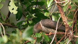 Common Cuckoo 大杜鵑  &amp;  Oriental Cuckoo 東方中杜鵑