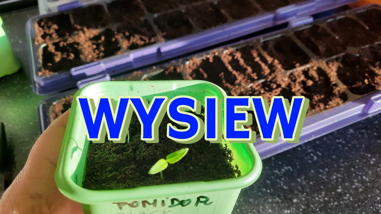 WYSIEW POMIDORÓW 🌱🌱🌱