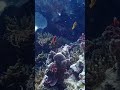 Check DIve 1A AtLiloan On April 9 2026