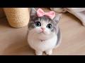 Relax Your Anxious Cat with Peaceful Music - Relaxing Sweet Sounds for Cats, Make Your Cats Happy