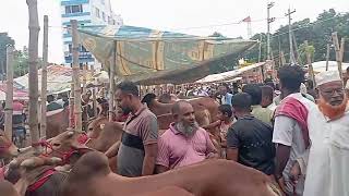 তিতাস গাজীপুর গরুর হাট সবাই পেজটিতে ফলো করুন লাইক কমেন্ট শেয়ার করুন চ্যানেলটিকে সাবস্ক্রাইব করুন 👈👍