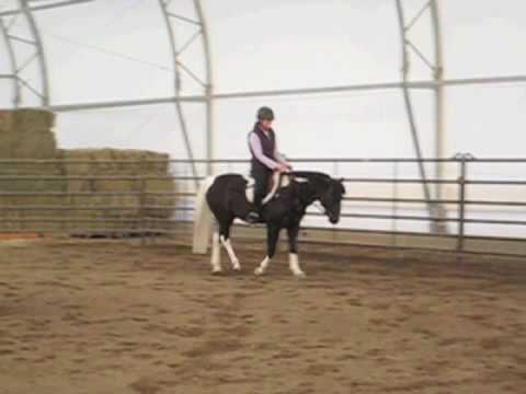 Percy Canter & Walk/Canter Departs with Neva - Welsh/Pinto Pony for Sale in Oregon
