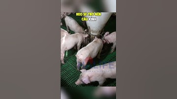 Hiện tượng heo cắn đuôi nhau là dấu hiệu của vấn đề gì? #Halife #heo