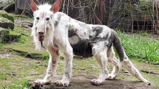 20 Most Dangerous Animals That Even Zoos Refuse to Keep screenshot 3