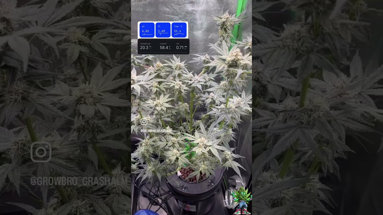 Cherry Poppers Barney’s Farm