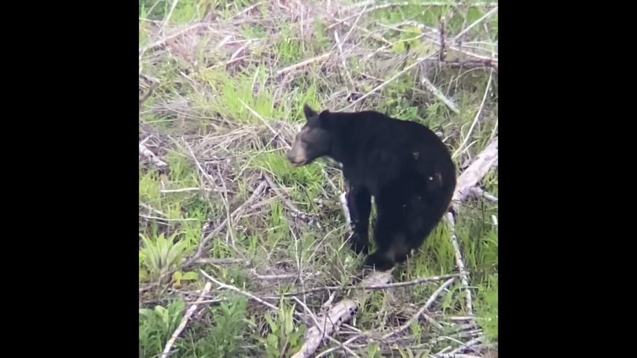 Oregon Spring Bear 2022 Episode 3 “ First Bear Spotted “ Chasing