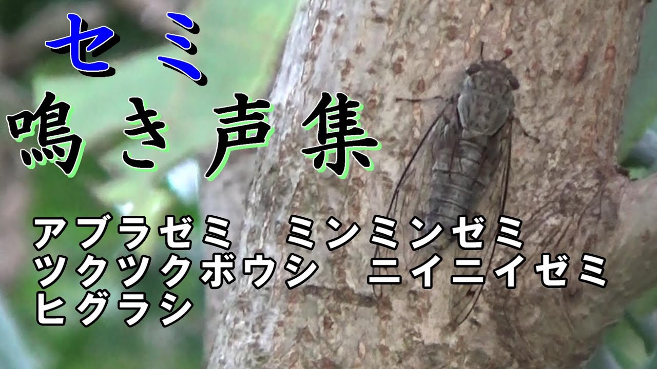 Cicada S Crows Collection Aburazemi Tsukutsukuboushi Higurashi Minmin Semi Niini Semi Youtube