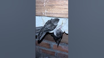 Baby swiftlet #birdnest #nest #birdhouse #animals #birds #swiftlethouse #birdnest #ediblebirdnest