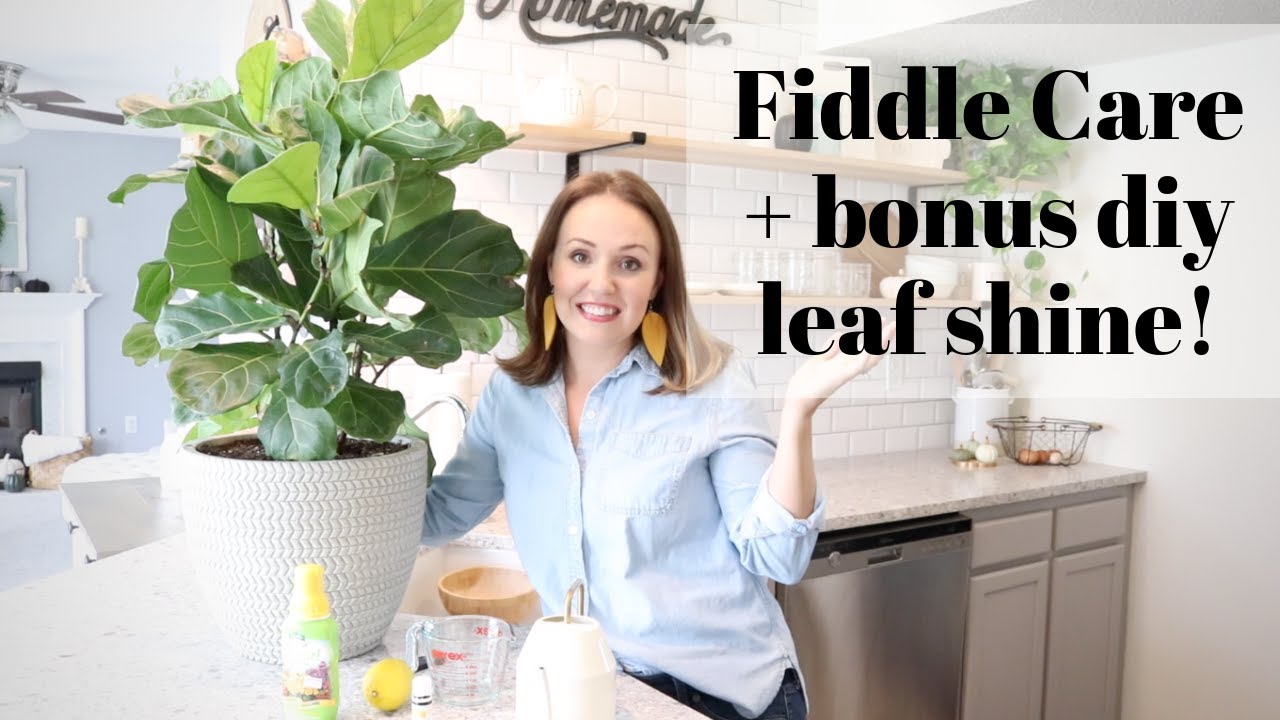 How To Care For Fiddle Leaf Fig Tree | Fiddle Leaf Fig Care Guide | Diy Leaf Shine Recipe