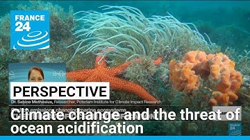 Climate change and the threat of ocean acidification • FRANCE 24 English