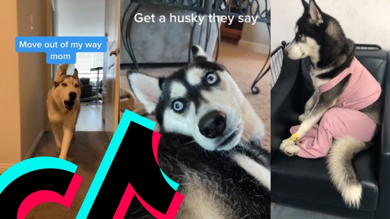 The Most Loudest Husky TikTok Compilation Dogs Of TikTok YouTube